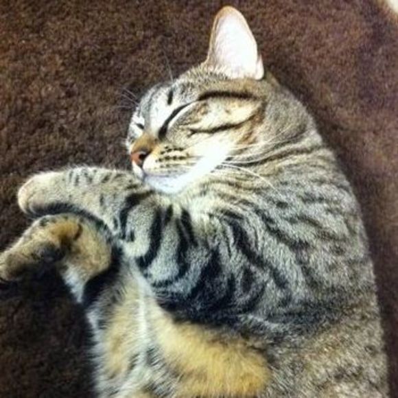 Meet your Posher, Ariel - Picture 1 of 1